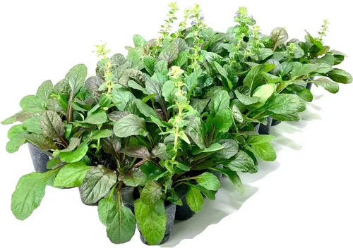 Vista 2 de Ajuga Reptans Bronze Beauty 3 plantas vivas Corneta de alfombra Cubierta vegetal resistente al frío tolerante a la sombra de bajo mantenimiento