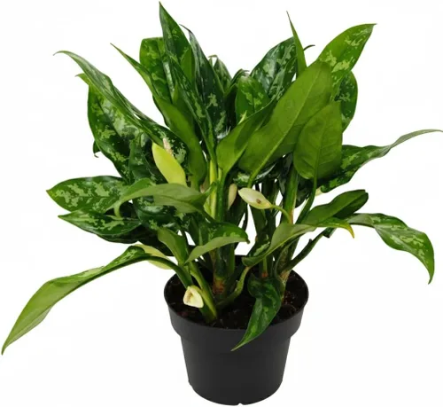 Vista 15 de Alocasia Bambino (maceta cultivadora de 4 pulgadas) - Planta de interior con poca luz y saludable - Planta de interior de interior fácil de cuidar