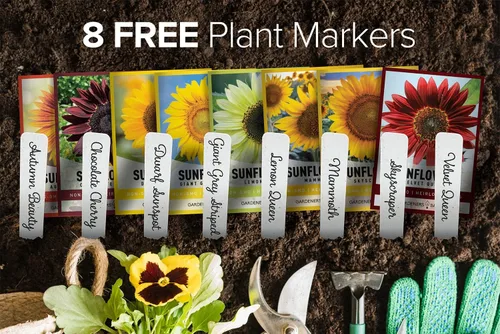 Vista 3 de Gardeners Basics Semillas de girasol para plantar flores, terciopelo Queen, rascacielos, reina limón, gigante, belleza otoñal, cereza de chocolate