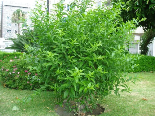 Vista 3 de 1043-Jasmine, Night Blooming (Cestrum nocturnum) Seeds por Robsrareandgiantseeds UPC0764425786221 Sin OMG, orgánico, cultivador de EE. UU., 1043
