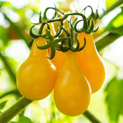 Vista 4 de Tomate Yellow-Pear (75 Semillas)