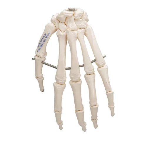 Vista 4 de 3B Scientific Esqueleto de mano A40 montado en alambre - 3B Smart Anatomy