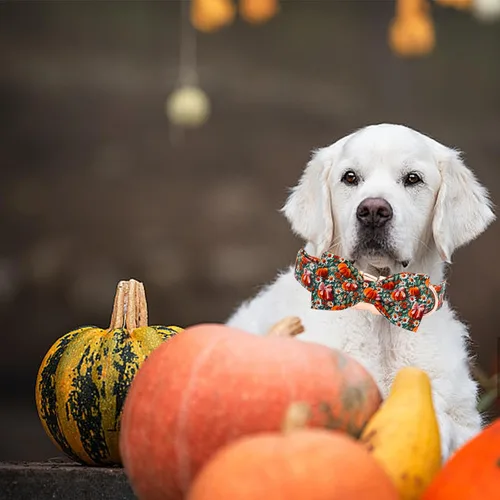 Vista 5 de Elegant little tail - Collar de otoño para mascotas con corbatín, lindo collar de Halloween con estampado de flores y calabaza para cachorros
