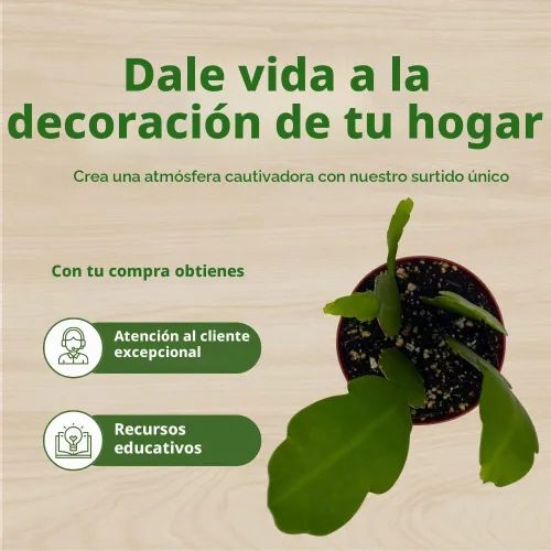 Vista 6 de BubbleBlooms Epiphyllum Orchid Cactus en una maceta de 4 pulgadas Disocactus ackermannii