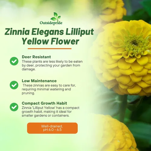 Vista 3 de Outsidepride - Zinnia Elegans, 1000 semillas anuales, Lilliput Yellow, flores para plantar, color amarillo