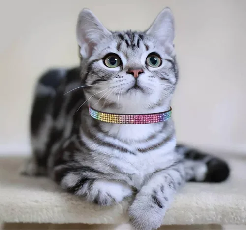 Vista 6 de THAIN Bling cat Collar de gatito Rainbow Rhinestone Breakaway Diamond con campana Terciopelo suave liberación rápida (negro)