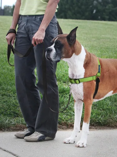 Vista 2 de PetSafe Deluxe Easy Walk - Arnés para perro sin tirones, color verde Manzana Verde (Apple Green)