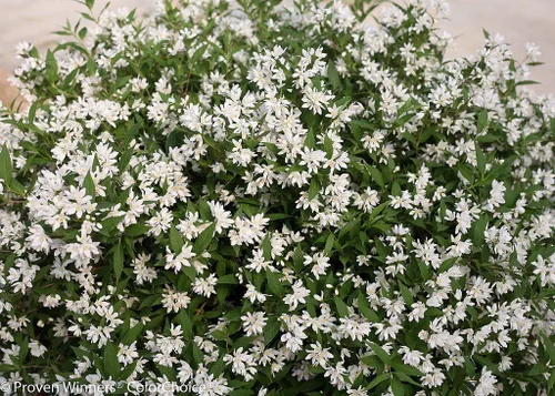 Vista 2 de Yuki Snowflake™ - Deutzia - Maceta de 4" - Ganadores probados