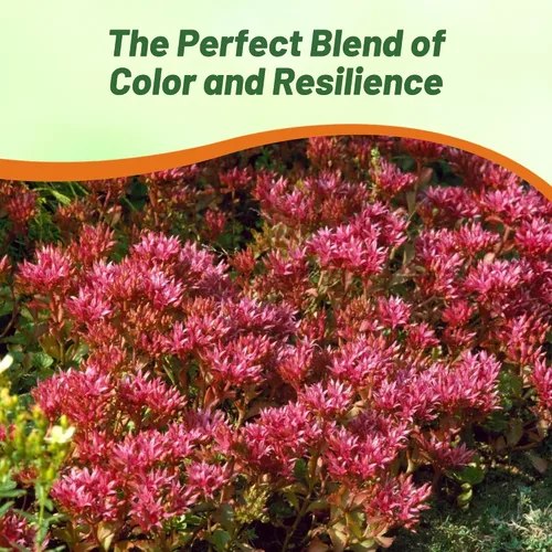 Vista 7 de Outsidepride Summer Glory Semillas Sedum - 1000 semillas perennes de cobertura del suelo para plantar, plantas suculentas resistentes al frío