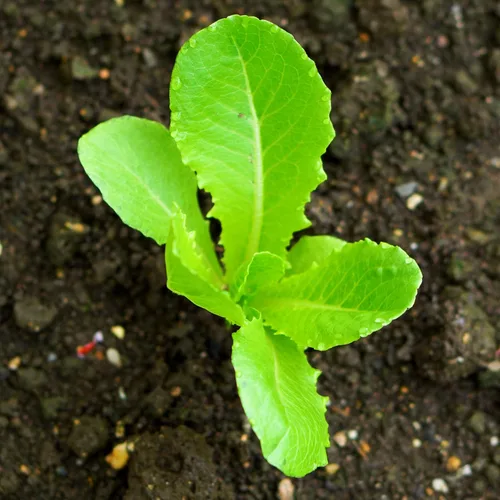 Vista 7 de Seed Needs Semillas de lechuga romana para plantar reliquia y sin OMG, 1 paquete