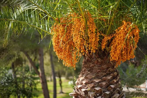 Vista 2 de Semillas de palma de gelatina para plantar (5 semillas) - Butia capitata, palmeras de coco