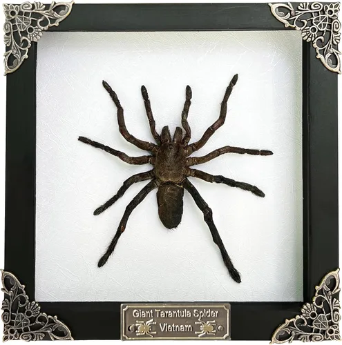Vista 109 de 2 Real Dragonfly Specimens Shadow Box Framed Insect Display Oddities Curiosities Entomology Collection Natural History Wall Decor Gift for Nature