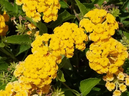 Vista 4 de Planta de Lantana Dorada, maceta de 2 pulgadas, flores Lantana para plantar