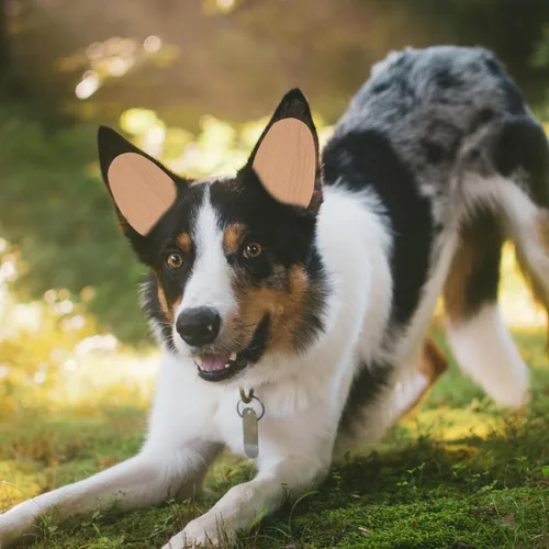 Vista 2 de POPETPOP Soporte adhesivo para orejas de perro, herramienta de soporte para cachorros y Doberman sin pegamento, cinta autoadhesiva para mascotas