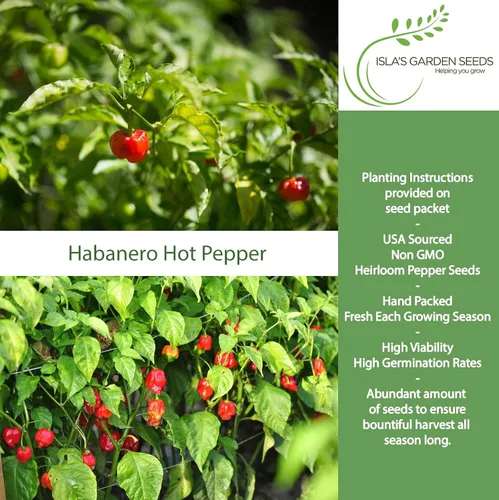 Vista 2 de Semillas de pimiento picante Habañero rojo caribeño, 25 semillas tradicionales por paquete, semillas sin OMG, nombre botánico: Capsicum chinense