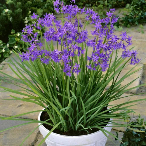Vista 6 de Outsidepride Society Semillas de ajo para plantar, 50 piezas perennes, de bajo mantenimiento, flores moradas, frescas para jardines de hierbas, uso