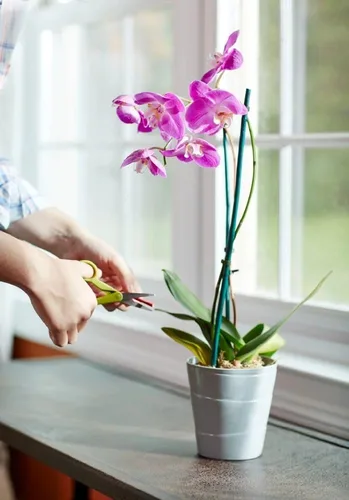 Vista 5 de Miracle-Gro Picos de alimento para plantas de orquídeas