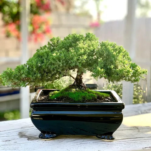 Vista 4 de Árbol bonsái de enebro enano vivo Interior/exterior 100% hecho a mano Decoración para el hogar y la oficina El mejor regalo para vacaciones
