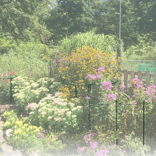 Vista 7 de Paquete de 12 estacas de soporte para plantas de jardín, jaulas y soportes de peonía semicirculares, anillo de soporte de metal para jardín, soporte