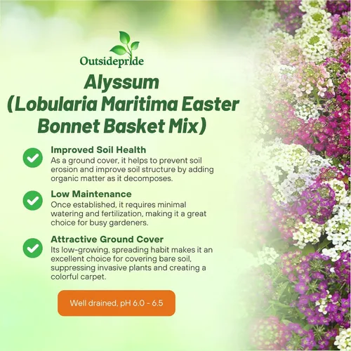 Vista 3 de Outsidepride 2000 Seeds Anual Alyssum Easter Bonnet Ground Cover & Flower Seed Mix