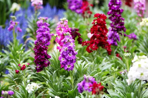 Vista 4 de Gillyflower Mix Gilliflower Stock Flower Matthiola Incana Rose Blend Mix 150+ Semillas