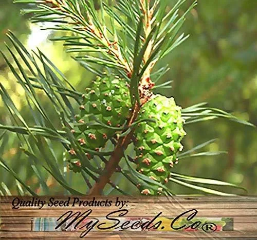 Vista 5 de Semillas para árbol de pino sin transgénicos de MySeeds.Co