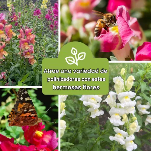Vista 6 de Sembrar semillas correctas - Mezcla grande de semillas de dragón para plantar jardín de flores