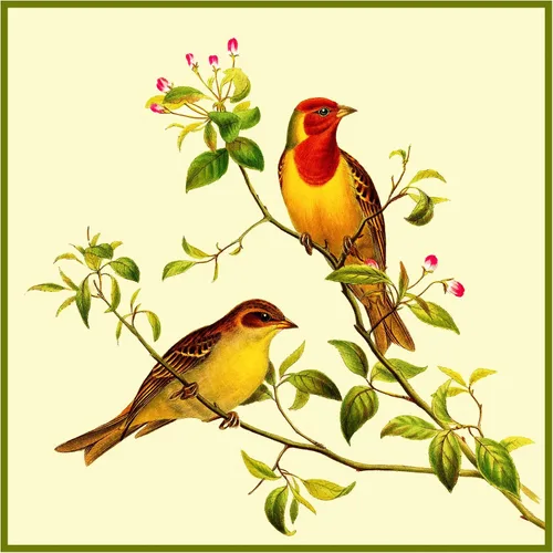 Vista 30 de Canguros australianos John Gould Counted Patrón de punto de cruz