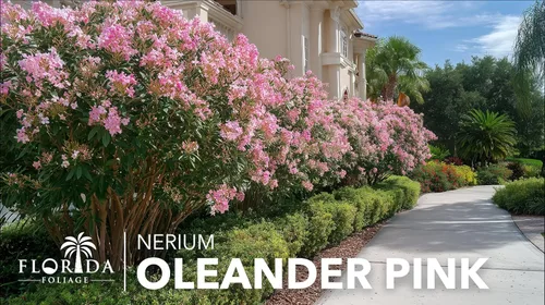 Vista 4 de Oleander Petite Pink 3 plantas vivas Nerium Arbusto de hoja perenne enano compacto