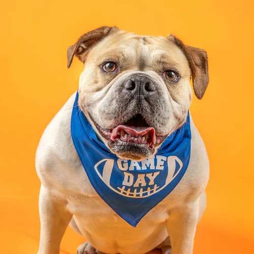 Vista 2 de Game Day - Bandana de fútbol para perro (negro, XS 323)