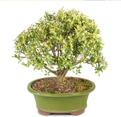 Vista 13 de Brussel's Bonsai - Árbol bonsái para interiores, S