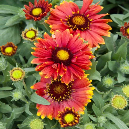 Vista 7 de Outsidepride Gaillardia Aristata Arizona - Semillas de flores rojas para plantar, 50 semillas de flores silvestres perennes, tolerantes a la sequía