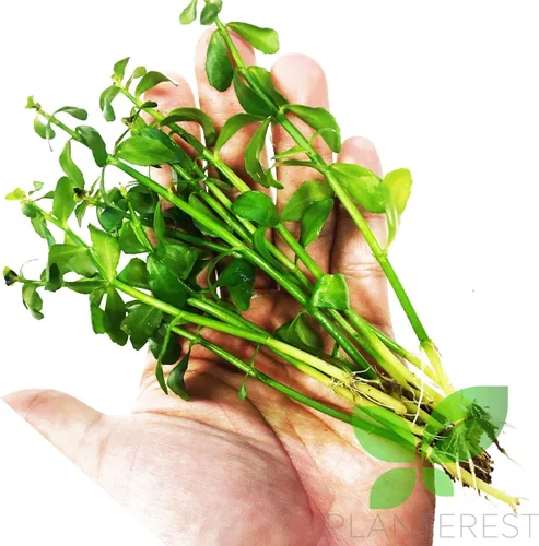 Vista 2 de Decoraciones de plantas de acuario vivas en maceta Bacopa Monniera BUY2GET1FREE