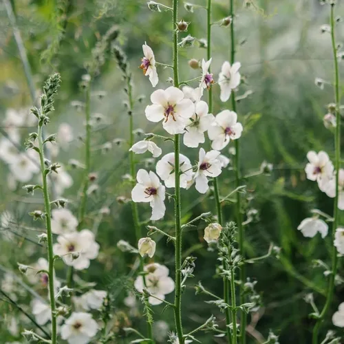Vista 6 de CHUXAY GARDEN Verbascum Blattaria Seed - 50 semillas de polilla gordolobo flor encantadoras flores blancas atraen mariposas y abejas añadiendo un