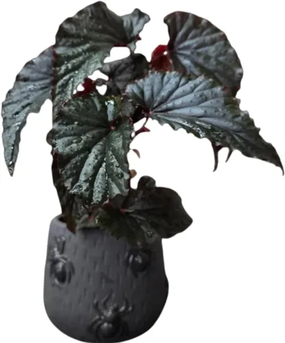 Vista 8 de Juego de 2 plantas vivas de begonia, plantas raras de begonia para colgar, canasta colgante ornamental de 5"-9" de alto (Ala de Ángel Negro)