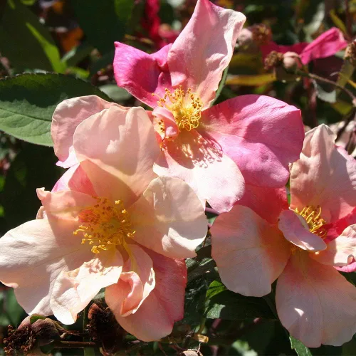 Vista 2 de Heirloom Roses Planta de rosas - Mutabilis Multi Rose Bush, China Planta viva para plantar al aire libre