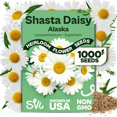 Vista 23 de Queen Anne 's Lace- 200 semillas – 50% de descuento venta