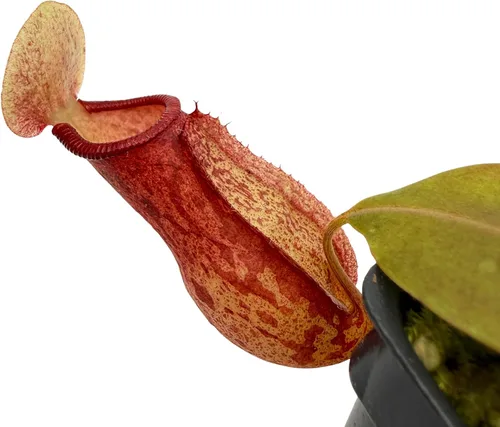 Vista 3 de Planta de jarra tropical - Nepenthes Gaya - Planta carnívora, L