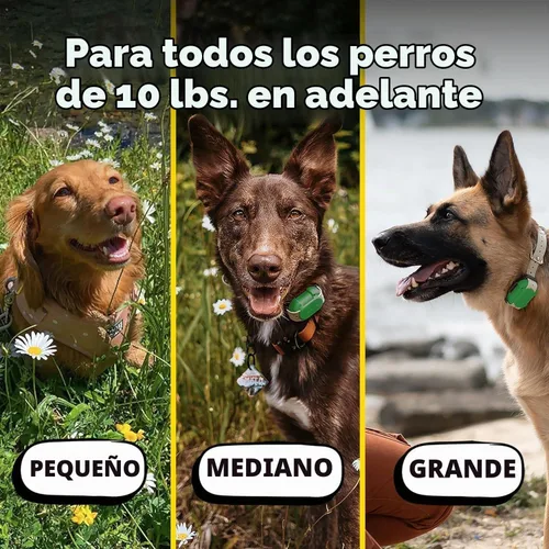 Vista 6 de Dogtra CUE Verde – Collar electrónico para entrenamiento de perros con control remoto – Entrenamiento hecho fácil para dueños de perros cotidianos