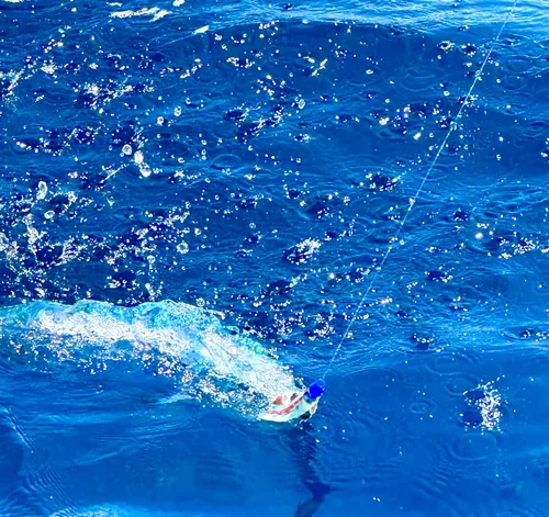 Vista 5 de Lobo Lures Micro-Typhoon UV 5 "Mahi Tuna Ahi Señuelo Trolling Señuelo Big Game