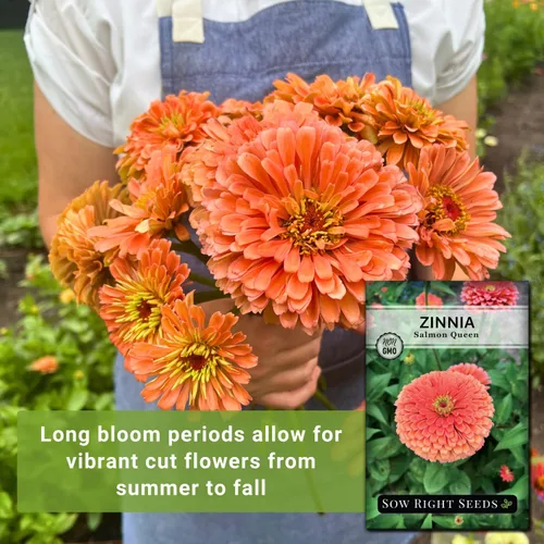 Vista 3 de Sow Right Seeds - Semillas de zinnia Salmon Queen para plantar - Paquete de reliquia sin OMG para plantar y cultivar un jardín de flores en el hogar
