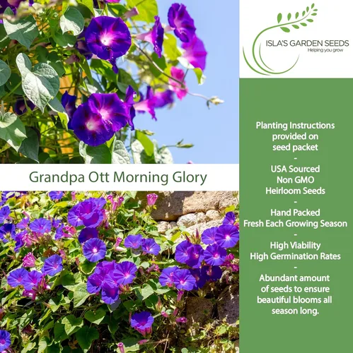 Vista 2 de Grandpa OTT Morning Glory Seed, 50 semillas de flores por paquete, (semillas de jardín de Isla), semillas sin OMG y reliquia, nombre botánico