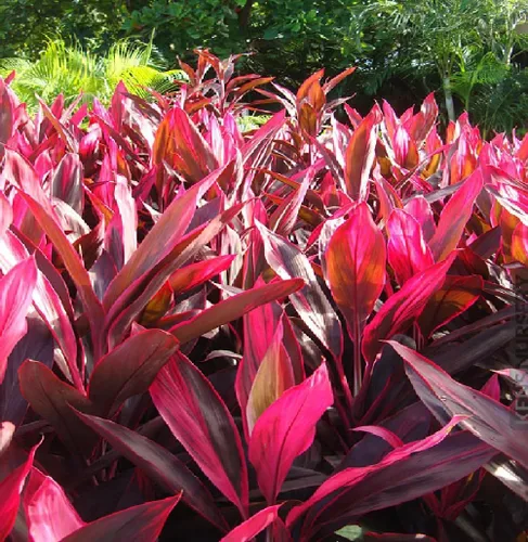 Vista 6 de TRONCOS DE PLANTA HAWAIIANA TI 1 ROJO 1 VERDE ~ CRECIR HAWAII
