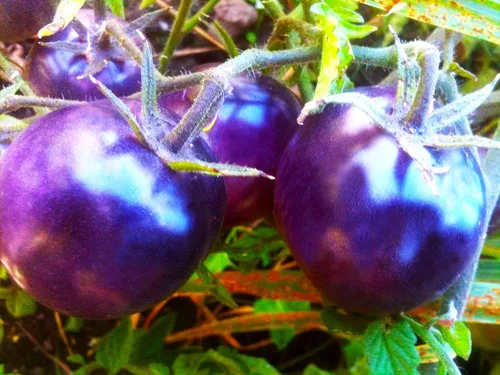 Vista 5 de Semillas de tomate morado raras 30+ semillas para plantar tomate indeterminado