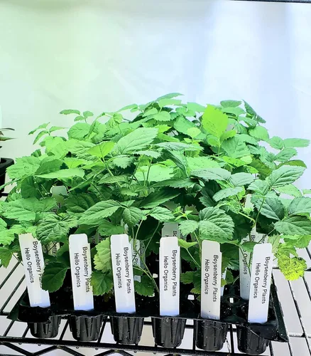Vista 2 de El precio 'original' de Boysenberry Plants incluye cuatro (4) plantas