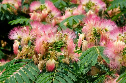 Vista 2 de Albizia julibrissin Rosea Árbol de Seda Persa Rosa 30 Semillas (Albizia julibrissin f. rosea)