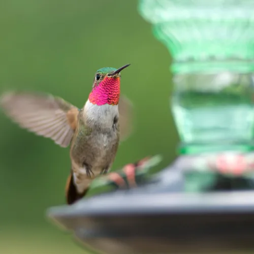 Vista 13 de Perky-Pet 8108-1SR - Comedero de vidrio para colibríes para exteriores, estilo botella antigua, comederos para colibríes de 10 onzas para decoración