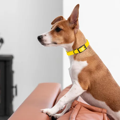 Vista 16 de Dogline Biothane - Collar impermeable para perro con hebilla de liberación rápida, resistente cincha de nailon recubierta con resistente y a prueba