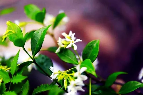 Vista 3 de Flor de jazmín perfumada rara fácil de cultivar 0.18 oz Semillas