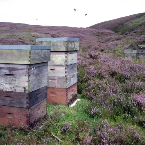 Vista 6 de Mellis Scottish Blossom Honey, tarro de 12 onzas